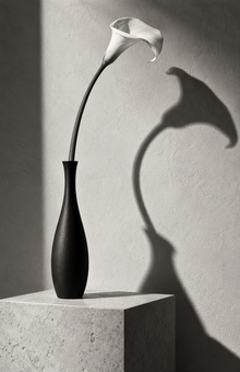 Calla lily in a black vase casting a shadow